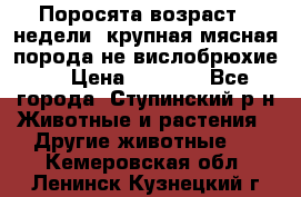 Поросята возраст 4 недели, крупная мясная порода(не вислобрюхие ) › Цена ­ 4 000 - Все города, Ступинский р-н Животные и растения » Другие животные   . Кемеровская обл.,Ленинск-Кузнецкий г.